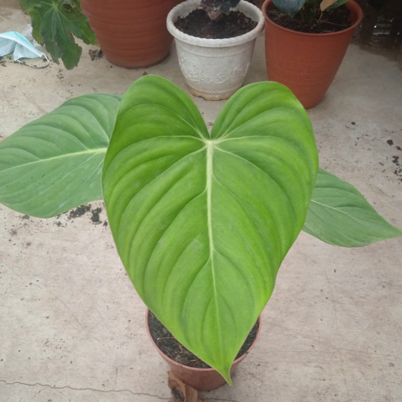 TANAMAN HIAS GLORIOSUM/GLORIOSUM