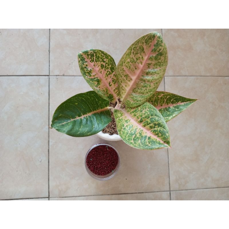 aglonema Harley queen