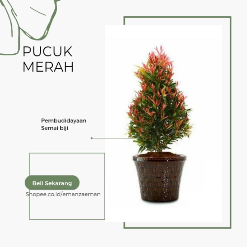 Pohon Pucuk Merah Tanaman Pucuk Merah