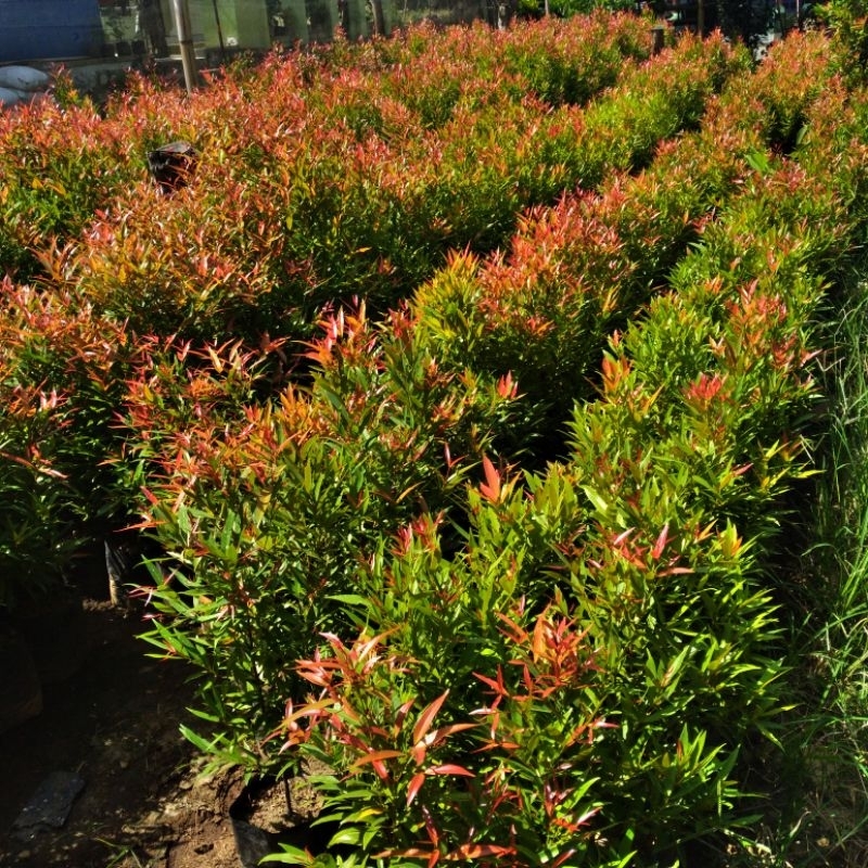 Pucuk Merah 1 Meter Tanaman Hias Pucuk Merah