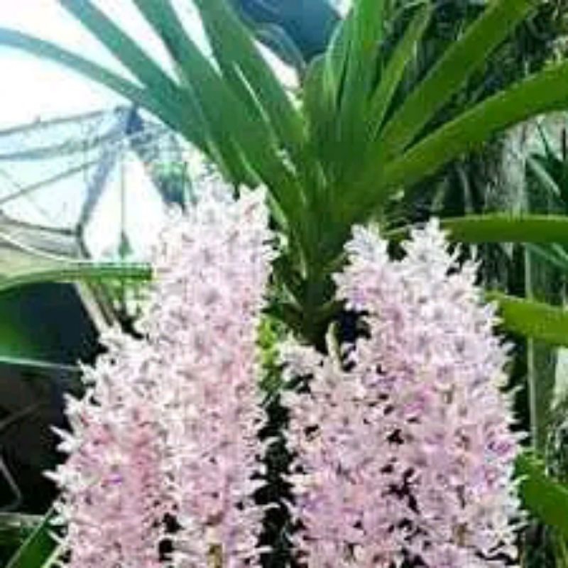 tanaman hias ekor tupai anggerk ekor tupai siap ber bunga