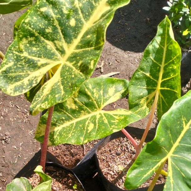 Alocasia New Guinea gold size remaja / sente golden ukuran remaja