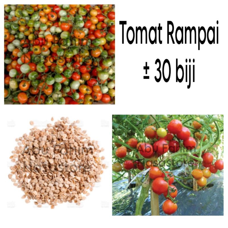 Bibit/Benih Unggul Tomat Rampai Unggul +- 30 biji / Benih Unggul Berkualitas/Bibit Tanaman Sayur Rep