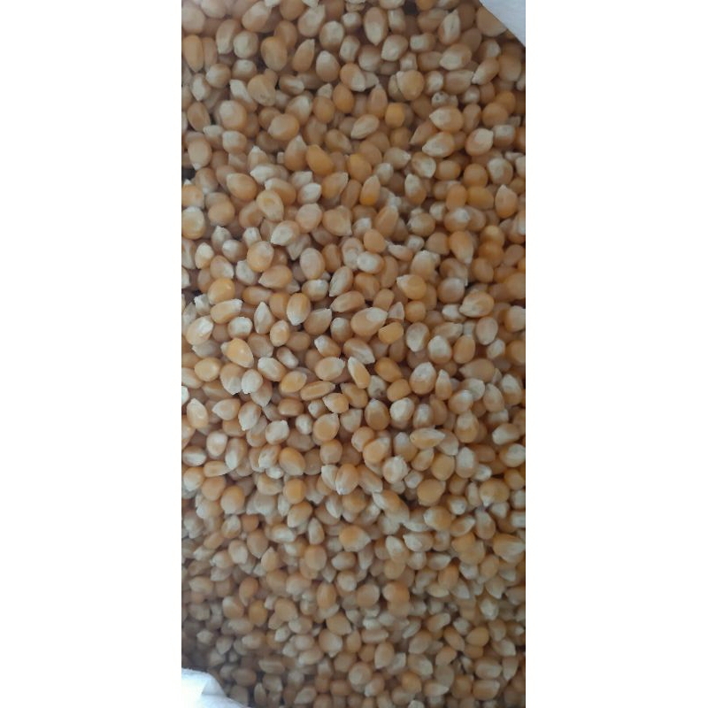 

Jagung Pop Corn (Curah - Repack) 1 kg