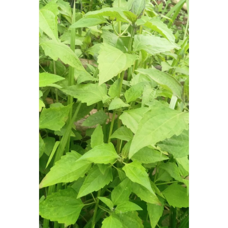 

Daun bebadotan/kerinyuh/jotang/merdeka/balakacida