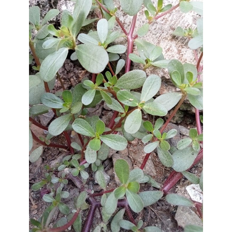 

Daun kerokot fresh 500gr