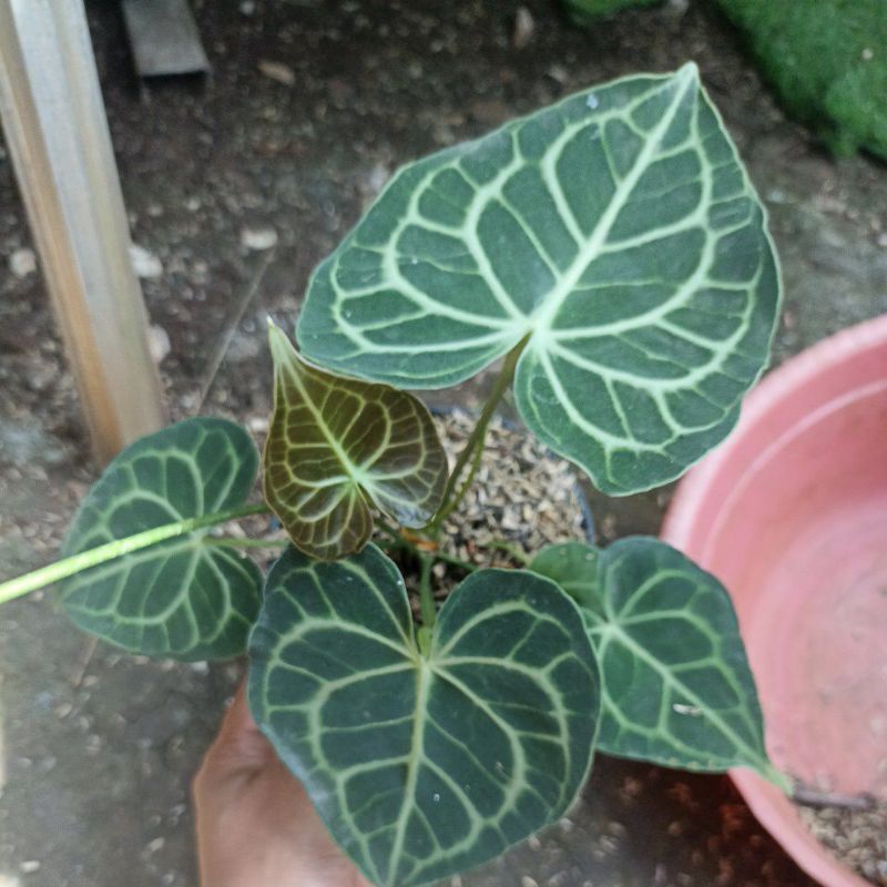 (BISA COD) ANTHURIUM kuping gajah clary tarantula besar