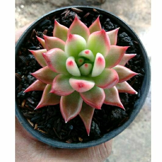 agavoides frank rainelt