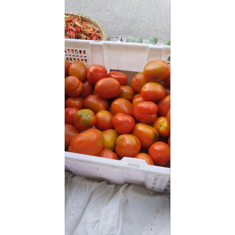 

Tomat buah