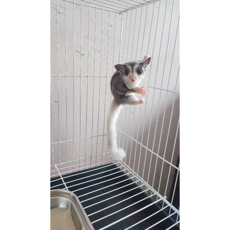 SUGAR GLIDER MOZA HET CREAM (BETINA)