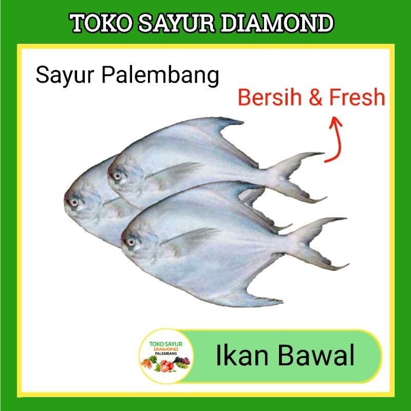 

Ikan Bawal Laut - Fresh Palembang