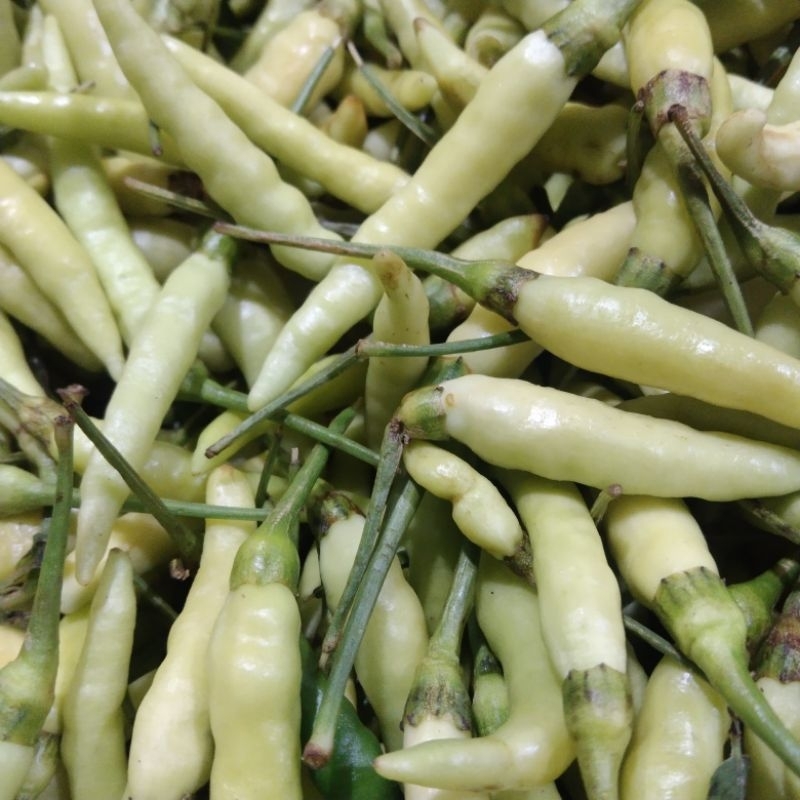 

cabe rawit putih 100 gr.