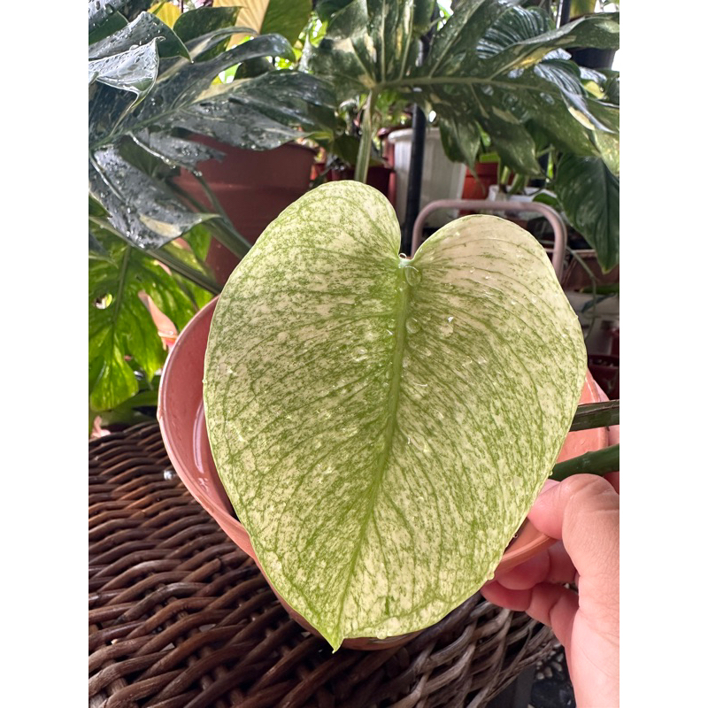 monstera white monster