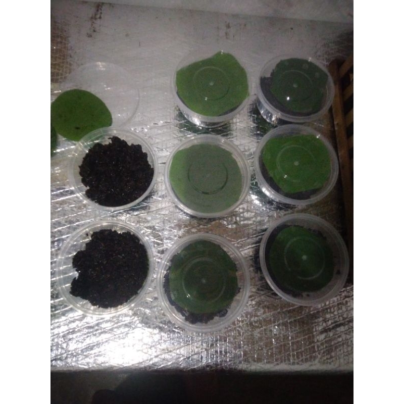 

tape ketan hitam murni
