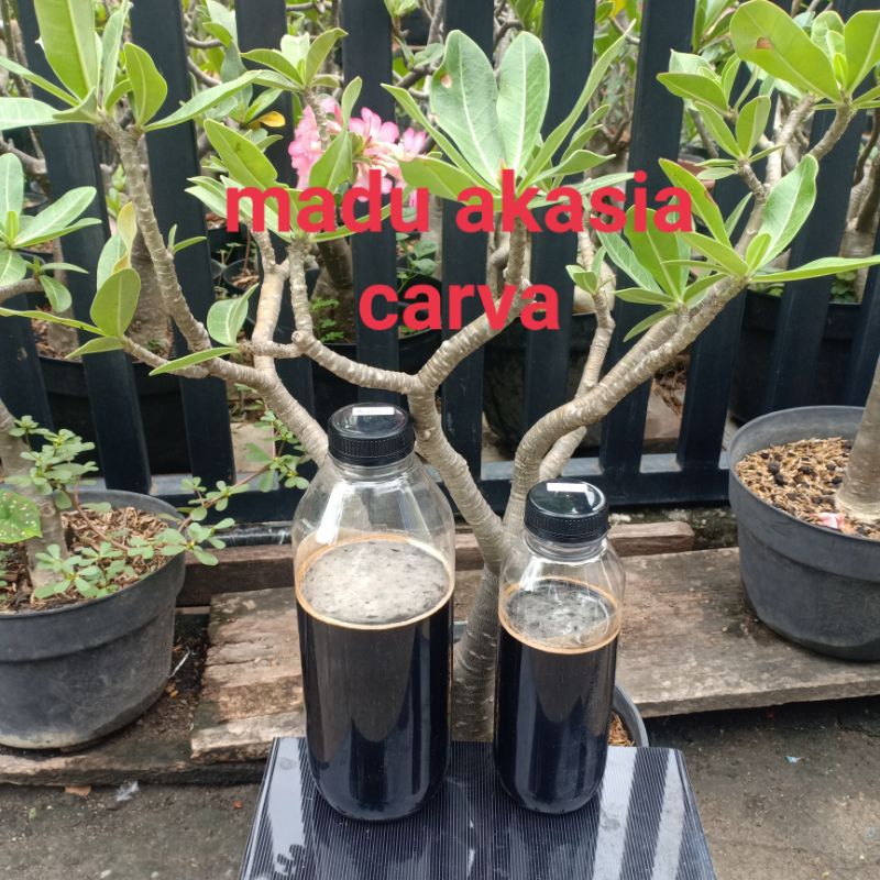 

Madu Murni Akasia Carva