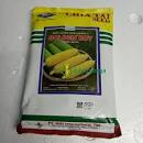 Benih-Bibit Jagung Manis Hibrida Hibrida F1 Golden Boy isi 500gr