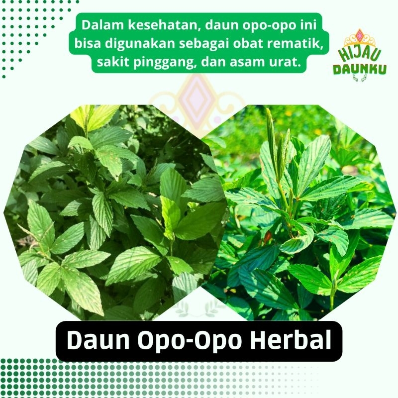 

Daun Tanaman herbal Opo opo Hahapan Pok-kepokan