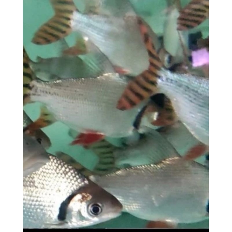 Red feifeng / RFF ±15cm