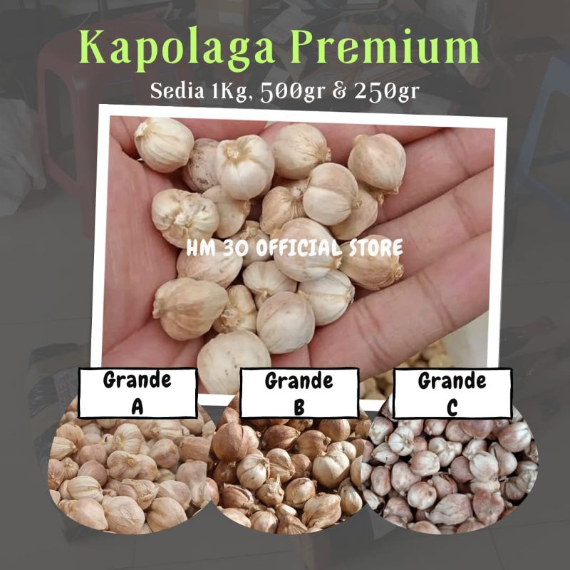 

Kapolaga Kering 1Kg 500gr & 250gr Termurah Kapulaga kualitas 100% Premium Kapol kapol Jawa Tampa Pemutih Bumbu Dapur Herbal Rempah Lokal Murni Cardamom Java Original 1000gr KAPOL KAPULAGA KAPOLAGA