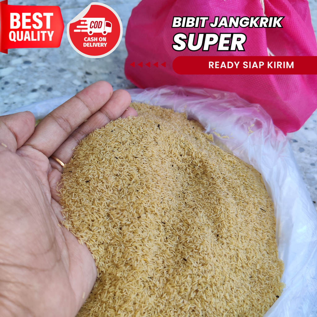 jual telur jangkrik alam pasuruan kemasan 500 gram siap kirim bibit telur jangkrik telur jangkrik ju