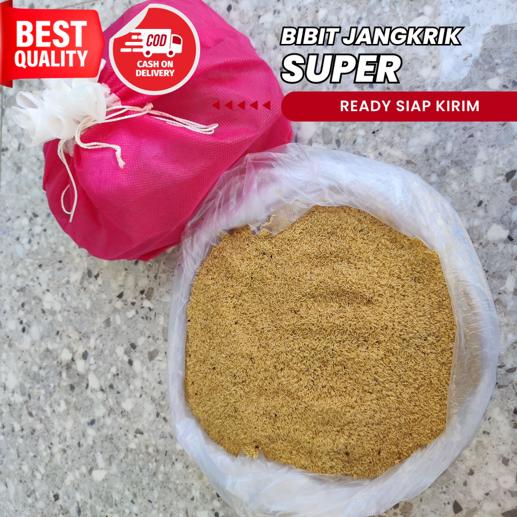 jual telur jangkrik jambi 100 gram TELUR JANGKRIK ALAM 1 ons siap netas gratis panduan penetasan jua