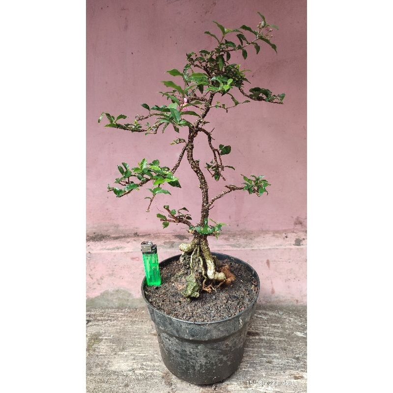 bonsai sakura mikro on the rock siap pajang real pict