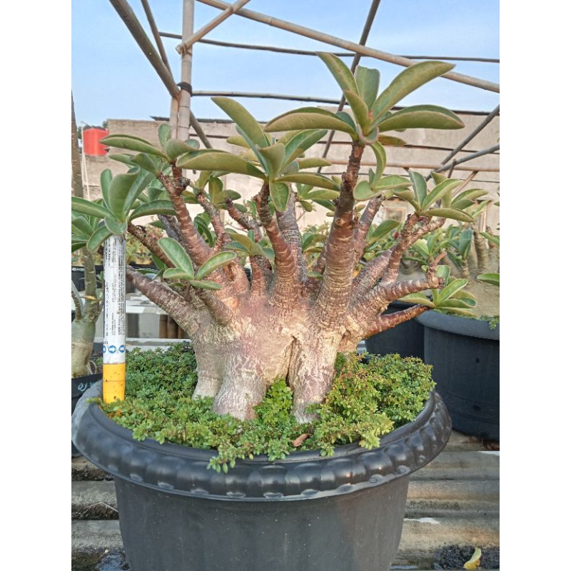 Godji x ( BigFat x Black Cdp) (Adenium Arabicum/Karakter)