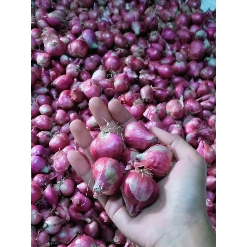 

Bawang merah Besar Campur 1Kg 18.000