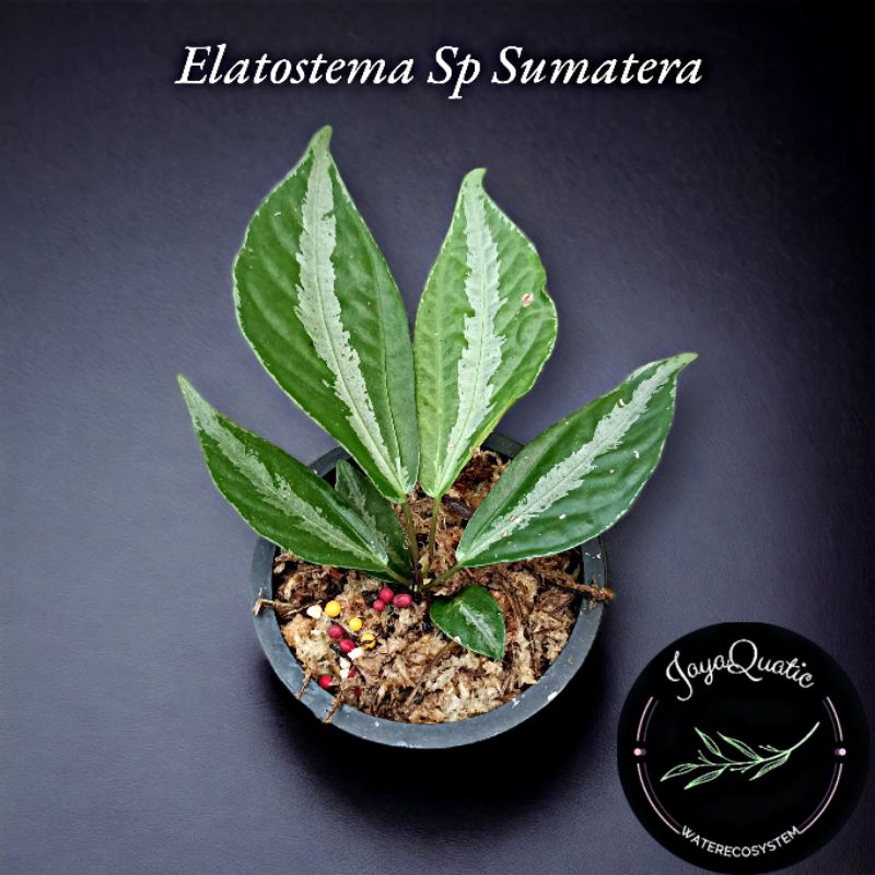 ELATOSTEMA SP SUMATERA - TANAMAN HIAS PALUDARIUM TERRARIUM JUNGLEPLANT INDOORPLANT