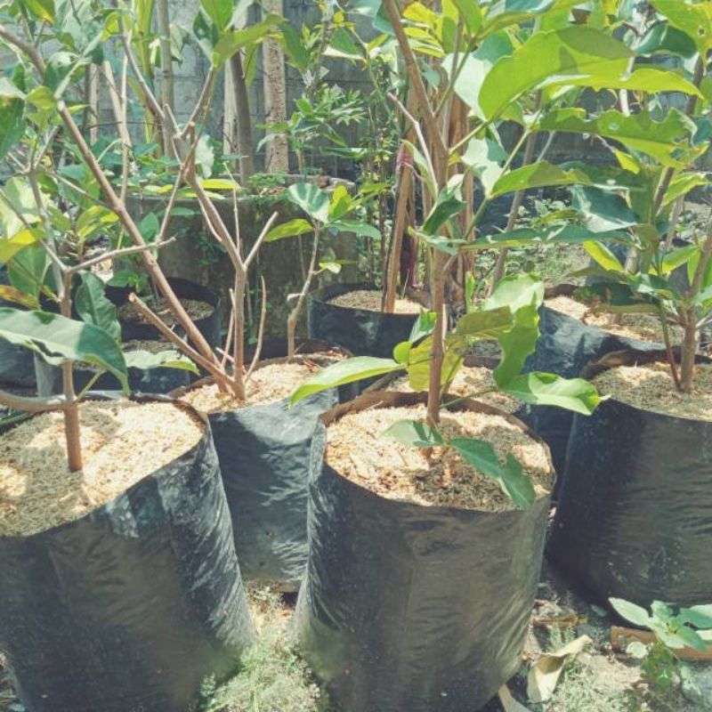 Bibit Jambu Air Tabulampot Berbunga