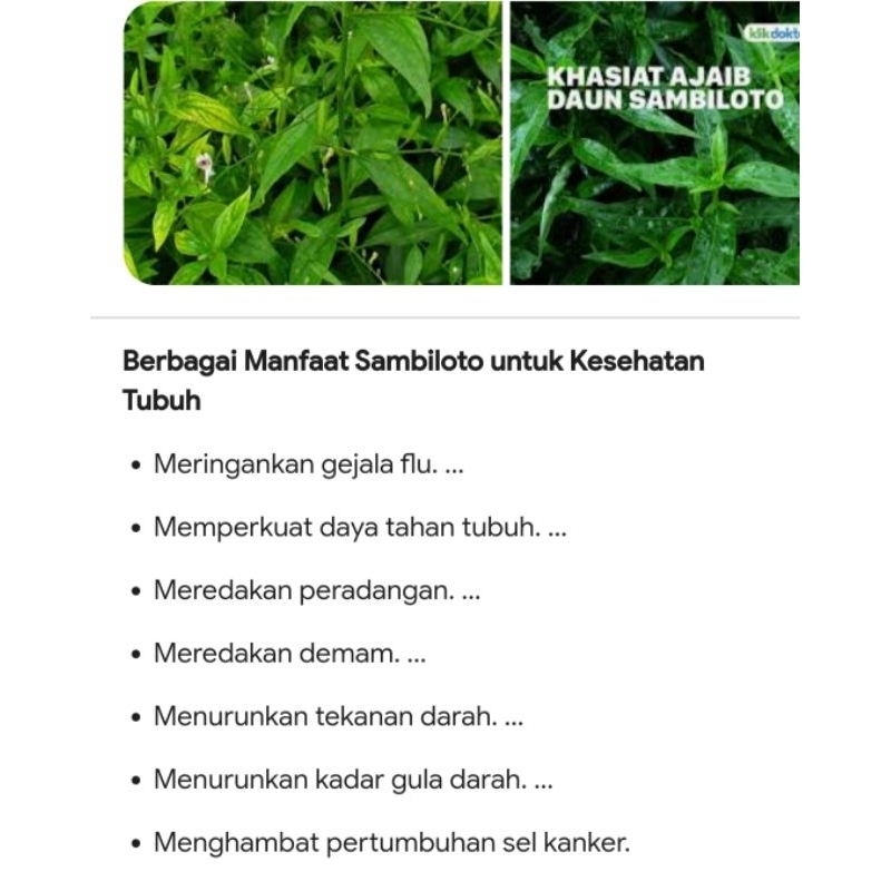 

daun sambiloto kering