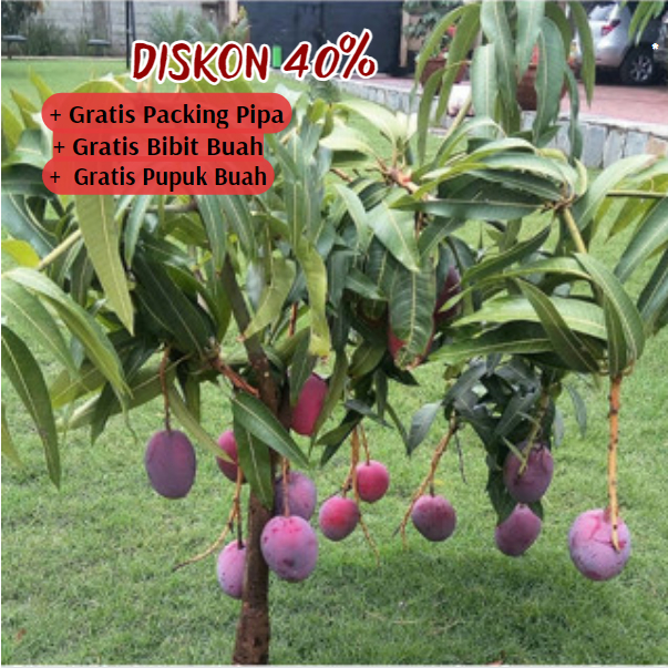 Pohon Mangga Irwin Bibit UNGGUL Cepat Berbuah | ASLI