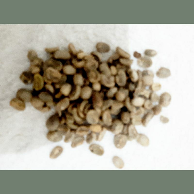 

GREEN BEAN/BIJI MENTAH ARABIKA MANDAILING, SEMI WASH..
