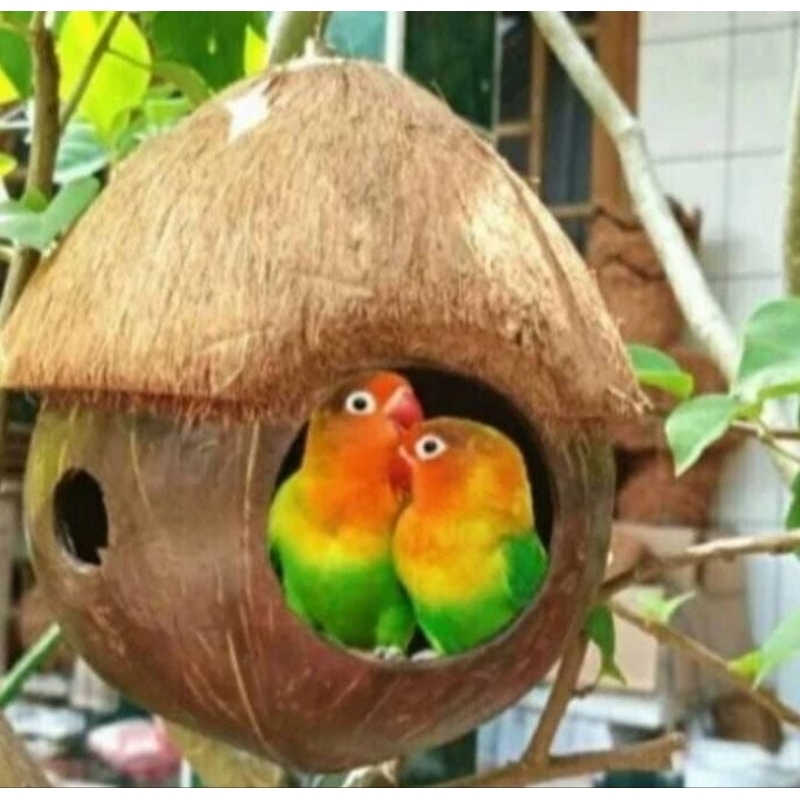 Glodok Sarang Burung Bertelur Burung Lovebird Parkit Nuri Cucak