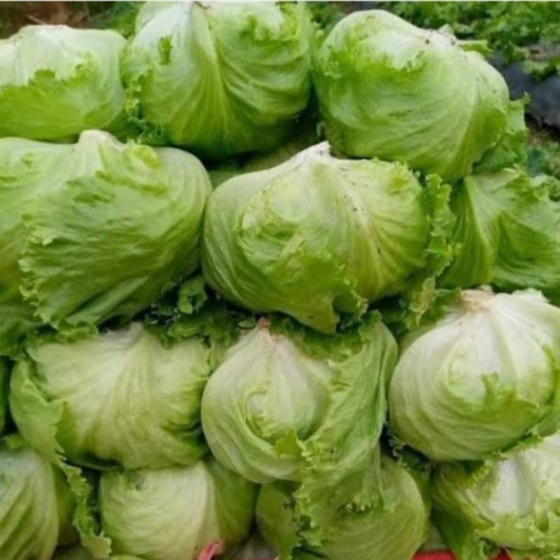 

lettuce head 500gram
