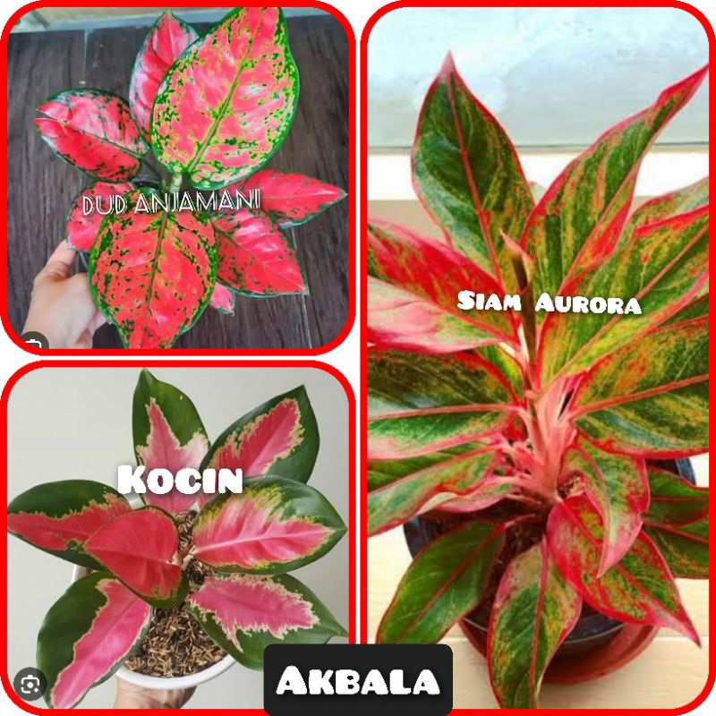 PAKET 3 BUNGA AGLONEMA UKURAN REMAJA