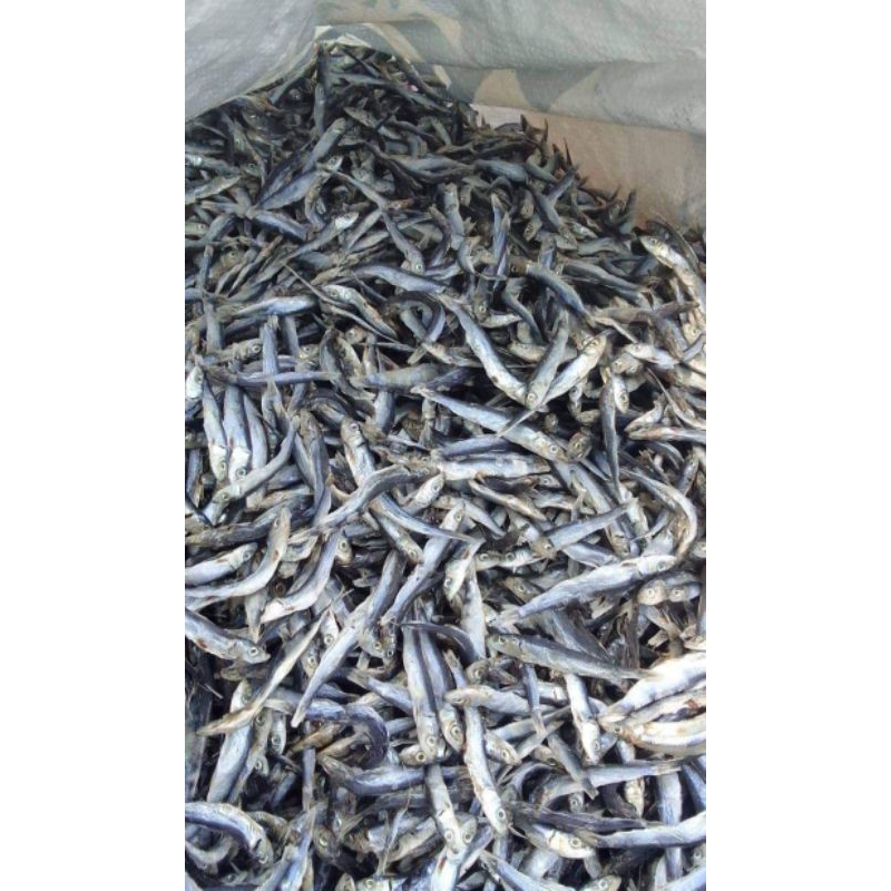 

IKAN ASIN TABUR TABUR FRESH /TABUR TABUR KERING/TABUR TABUR BERSIH SUDAH SORTIRAN /HARGA TANGAN PERTAMA