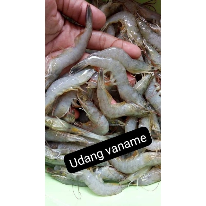 

Udang Vaname kecil