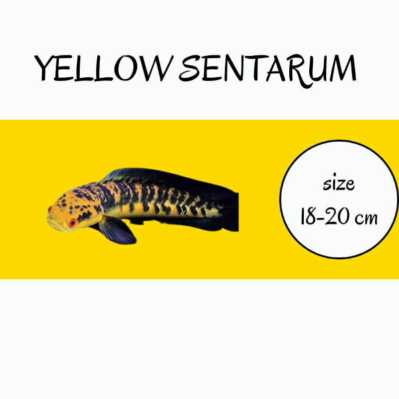 chana yellow sentarum 18-20cm gondrong batik mata merah