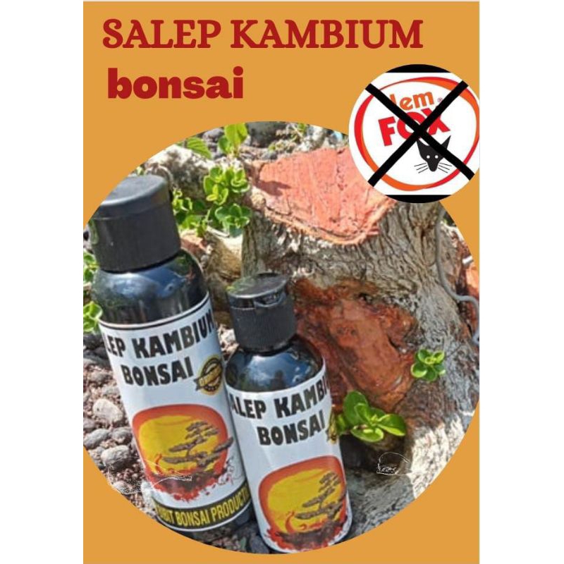 SALEP KAMBIUM BONSAI ORIGINAL (NO LEM FOX)
