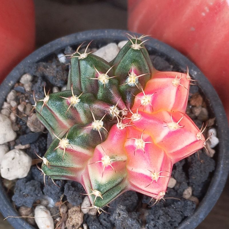 Kaktus Gymno Miha hybrid variegata pink