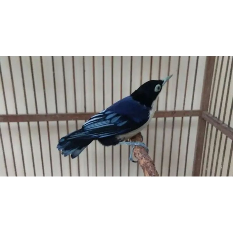 RAMBATAN DORAEMON JANTAN MULUS