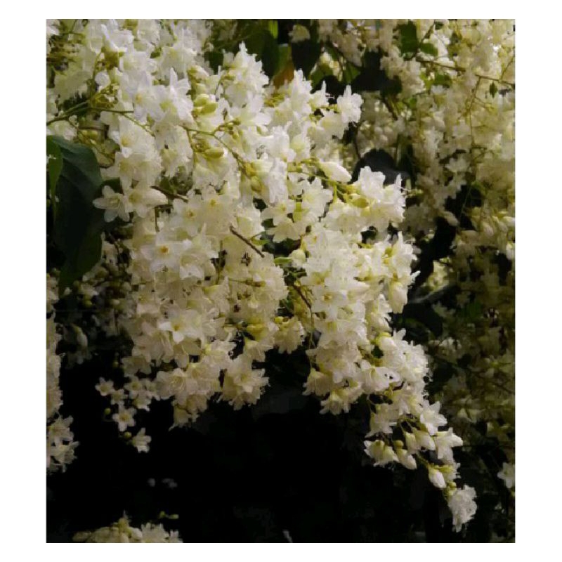 bunga Porana vollubilis /vegetasi lebah