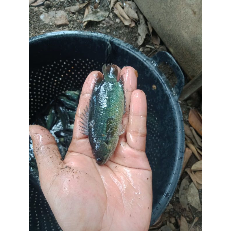 ikan betok papuyu indukan