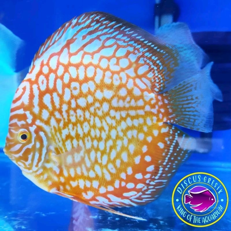 Ikan Discus Size 4 inch - Ikan Hias Air Tawar Akuarium Aquascape