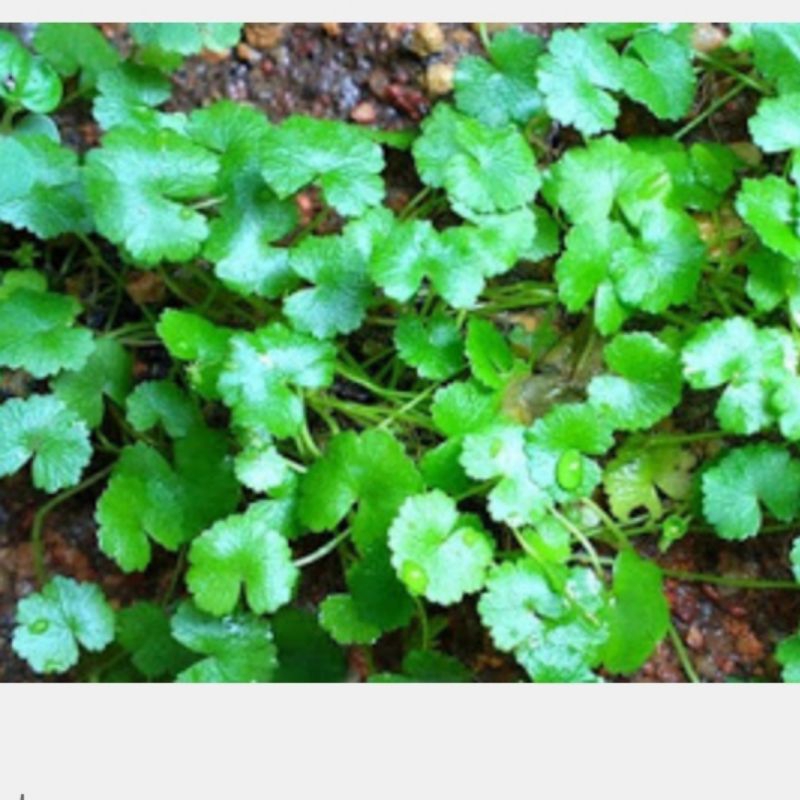 hydrocotyle mini per cup