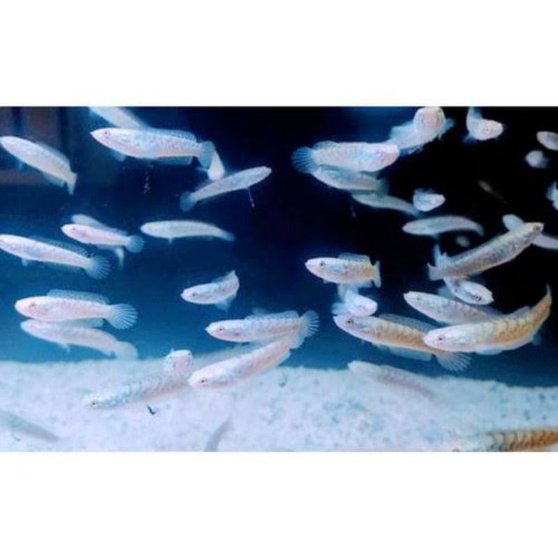 Baby channa stewart1 karbi uk 4-5-6 cm full dot calon gondrong