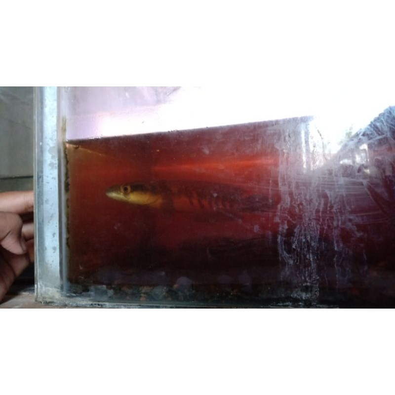 chana maru ys bahan progresan Cabung banyak bunga banyak mata merah(bonus stiker aquarium)