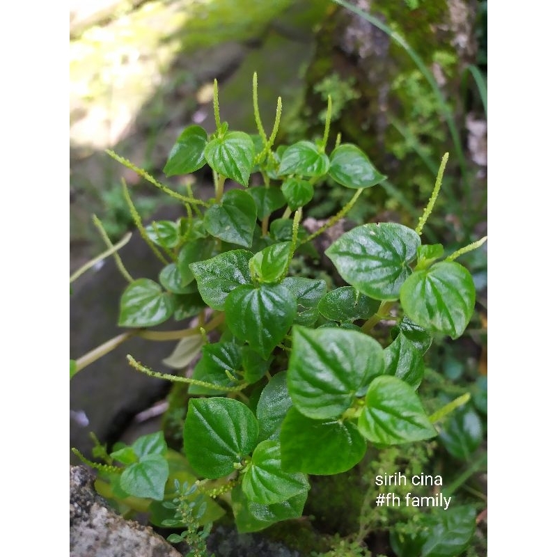 

Daun sirih cina segar 200 gr