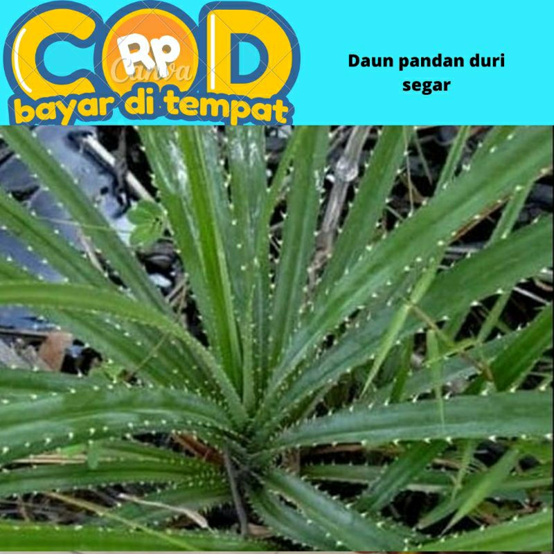 

Daun pandan duri segar 500 gram